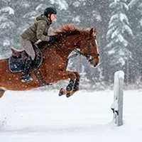 horseriding ✦ market